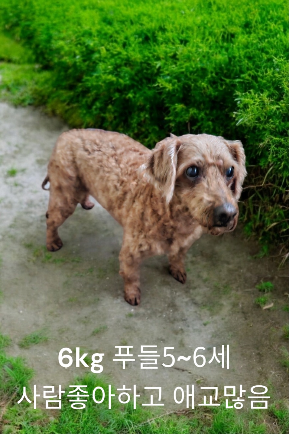 푸들 이미지 파일 입니다.